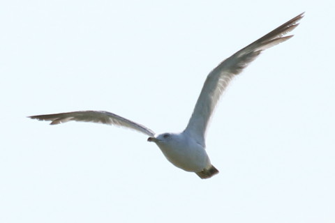 トリミング 2015/8月 TAMRONsp70-300+7D2 焦点距離300mm F/8 ss1/1250 ISO250