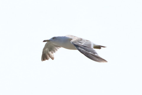 トリミング 2015/8月 TAMRONsp70-300+7D2 焦点距離300mm F/8 ss1/1250 ISO200