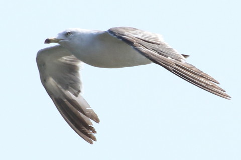 トリミング 2015/8月 TAMRONsp70-300+7D2 焦点距離300mm F/8 ss1/1250 ISO320