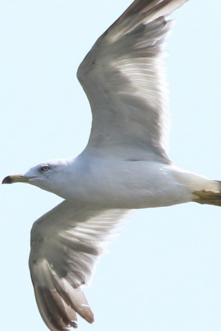 トリミング 2015/8月 TAMRONsp70-300+7D2 焦点距離300mm F/8 ss1/1250 ISO320
