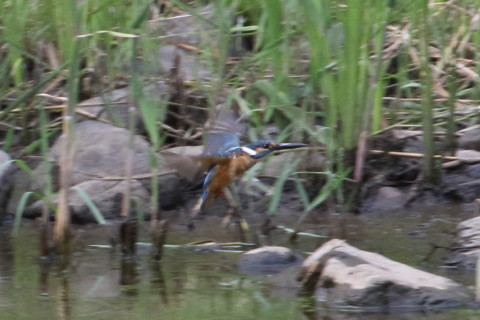 トリミング 2015/8月 TAMRONsp70-300+7D2 焦点距離271mm F/9 ss1/400 ISO800