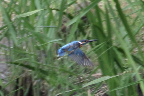 トリミング 2015/8月 TAMRONsp70-300+7D2 焦点距離271mm F/8 ss1/400 ISO640