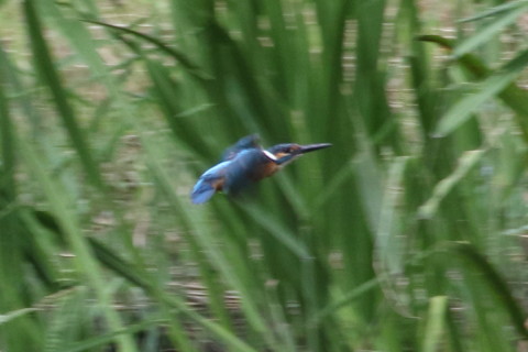 トリミング 2015/8月 TAMRONsp70-300+7D2 焦点距離271mm F/8 ss1/400 ISO640