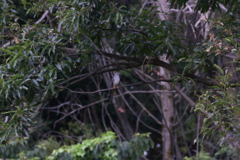 2015/8月 TAMRONsp70-300+7D2 焦点距離300mm F/8 ss1/1600 ISO800