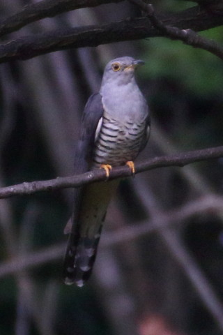 トリミング 2015/8月 TAMRONsp70-300+7D2 焦点距離300mm F/8 ss1/1600 ISO600