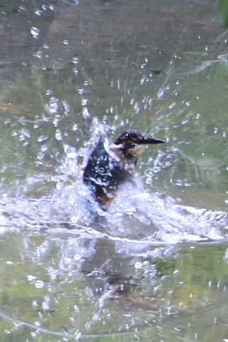 トリミング 2015/8月 TAMRONsp70-300+7D2 焦点距離300mm F/8 ss1/125 ISO500