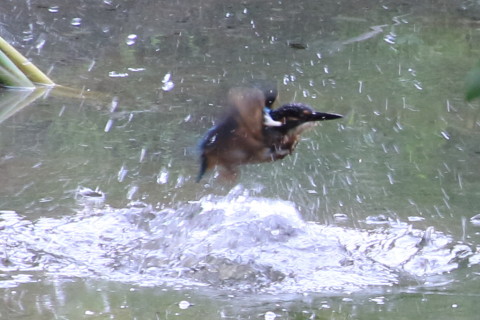 トリミング 2015/8月 TAMRONsp70-300+7D2 焦点距離300mm F/8 ss1/125 ISO500