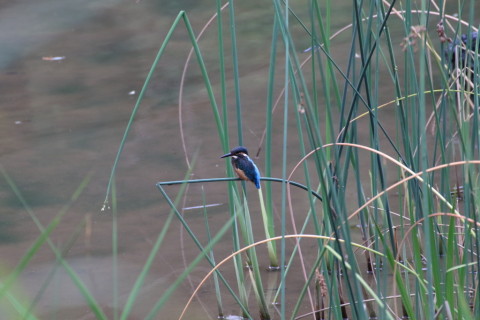 2015/8月 TAMRONsp70-300+7D2 焦点距離300mm F/8 ss1/200 ISO2000