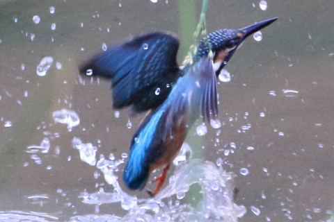 トリミング 2015/8月 TAMRONsp70-300+7D2 焦点距離300mm F/8 ss1/400 ISO3200