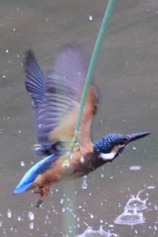 トリミング 2015/8月 TAMRONsp70-300+7D2 焦点距離300mm F/8 ss1/400 ISO3200