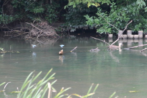 2015/8月 TAMRONsp70-300+7D2 焦点距離300mm F/8 ss1/250 ISO8000