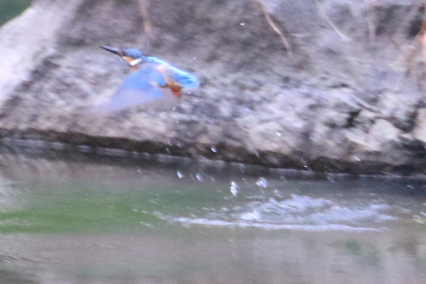 トリミング 2015/8月 TAMRONsp70-300+7D2 焦点距離300mm F/8 ss1/250 ISO3200