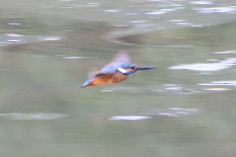 トリミング 2015/8月 TAMRONsp70-300+7D2 焦点距離300mm F/8 ss1/250 ISO3200