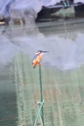 トリミング 2015/8月 TAMRONsp70-300+7D2 焦点距離300mm F/8 ss1/400 ISO8000