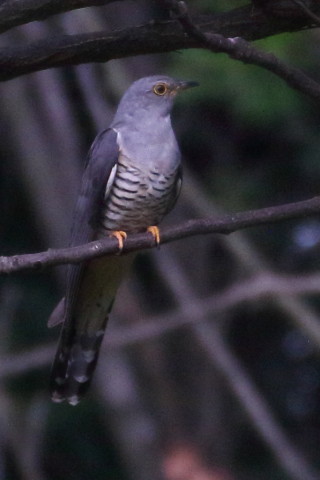 トリミング 2015/8月 TAMRONsp70-300+7D2 焦点距離300mm F/8 ss1/1600 ISO800