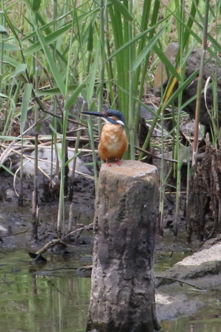 トリミング 2015/8月 TAMRONsp70-300+7D2 焦点距離271mm F/9 ss1/500 ISO800