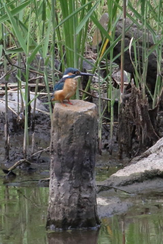 トリミング 2015/8月 TAMRONsp70-300+7D2 焦点距離271mm F/9 ss1/400 ISO800