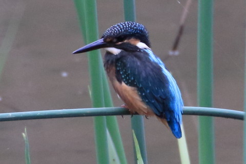 トリミング 2015/8月 TAMRONsp70-300+7D2 焦点距離300mm F/8 ss1/200 ISO2000