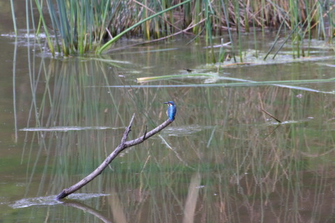2015/9月 TAMRONsp70-300+7D2 焦点距離300mm F/8 ss1/200 ISO640