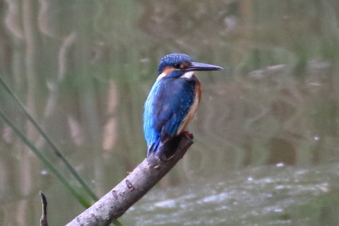 トリミング 2015/9月 TAMRONsp70-300+7D2 焦点距離300mm F/8 ss1/500 ISO1600