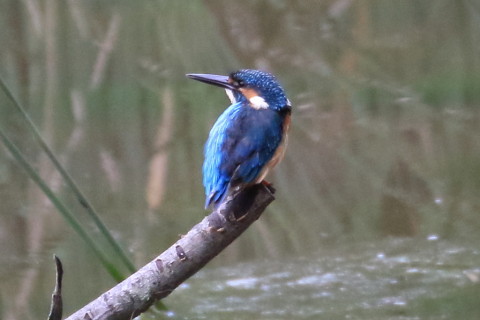トリミング 2015/9月 TAMRONsp70-300+7D2 焦点距離300mm F/8 ss1/500 ISO1600
