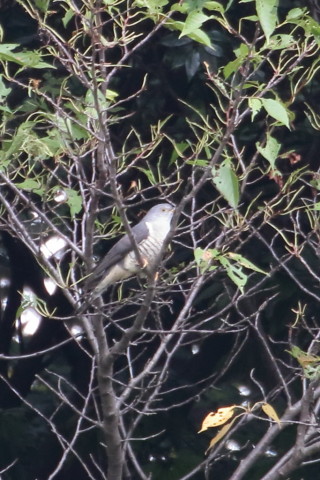 トリミング 2015/9月 TAMRONsp70-300+7D2 焦点距離300mm F/8 ss1/100 ISO1600