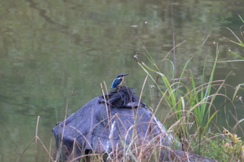 2015/9月 TAMRONsp70-300+7D2 焦点距離300mm F/8 ss1/320 ISO1600