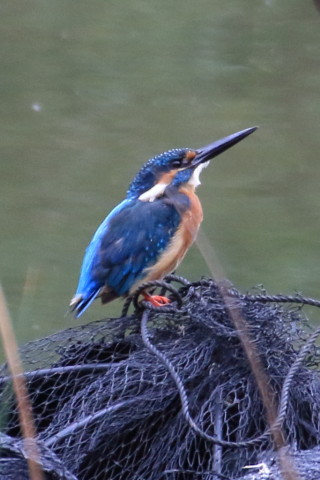 トリミング 2015/9月 TAMRONsp70-300+7D2 焦点距離300mm F/8 ss1/250 ISO1250