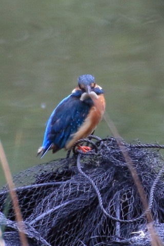 トリミング 2015/9月 TAMRONsp70-300+7D2 焦点距離300mm F/8 ss1/250 ISO1250