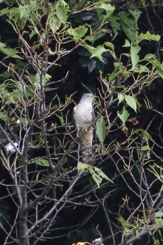 トリミング 2015/9月 TAMRONsp70-300+7D2 焦点距離300mm F/8 ss1/125 ISO1600