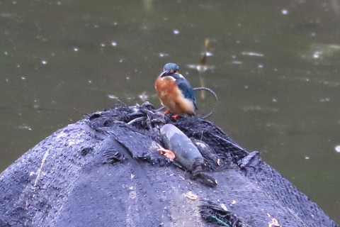 トリミング 2015/9月 TAMRONsp70-300+7D2 焦点距離300mm F/8 ss1/160 ISO1600