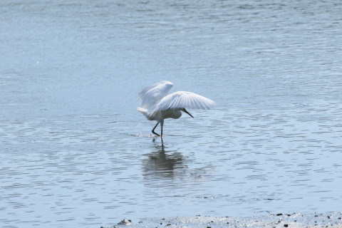 2015/9月 TAMRONsp70-300+7D2 焦点距離300mm F/8 ss1/400 ISO100