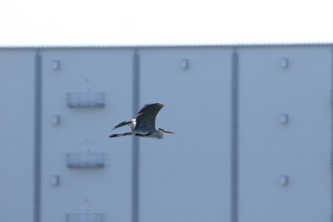 2015/9月 TAMRONsp70-300+7D2 焦点距離300mm F/8 ss1/400 ISO160