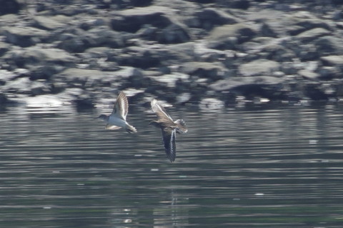 トリミング 2015/9月 TAMRONsp70-300+7D2 焦点距離300mm F/8 ss1/400 ISO320