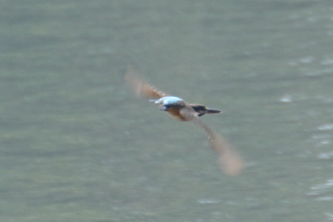 トリミング 2015/9月 TAMRONsp70-300+7D2 焦点距離300mm F/8 ss1/400 ISO320