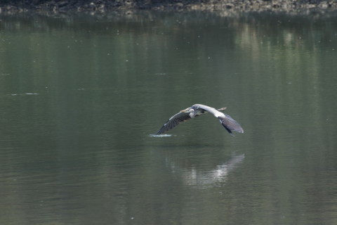 2015/9月 TAMRONsp70-300+7D2 焦点距離300mm F/8 ss1/400 ISO500