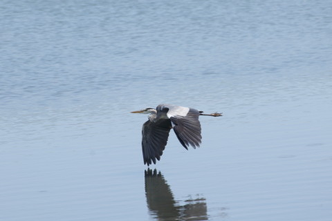 2015/9月 TAMRONsp70-300+7D2 焦点距離300mm F/8 ss1/400 ISO100