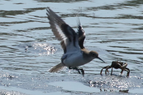 トリミング 2015/9月 TAMRONsp70-300+7D2 焦点距離300mm F/8 ss1/2500 ISO500