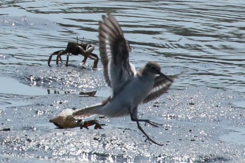 トリミング 2015/9月 TAMRONsp70-300+7D2 焦点距離300mm F/8 ss1/2500 ISO500