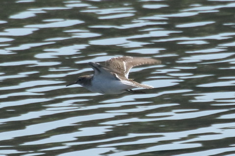 トリミング 2015/9月 TAMRONsp70-300+7D2 焦点距離300mm F/8 ss1/2500 ISO500