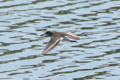 トリミング 2015/9月 TAMRONsp70-300+7D2 焦点距離300mm F/8 ss1/2500 ISO500