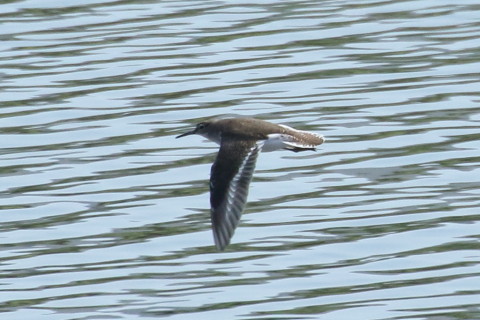トリミング 2015/9月 TAMRONsp70-300+7D2 焦点距離300mm F/8 ss1/2500 ISO500
