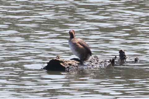 トリミング 2015/9月 TAMRONsp70-300+7D2 焦点距離300mm F/8 ss1/200 ISO100