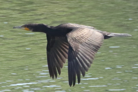 トリミング 2015/9月 TAMRONsp70-300+7D2 焦点距離271mm F/8 ss1/2500 ISO1600 Case3