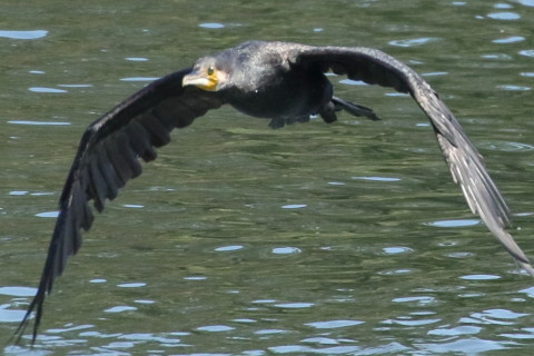 トリミング 2015/9月 TAMRONsp70-300+7D2 焦点距離300mm F/8 ss1/1600 ISO1250 Case5