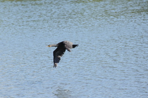 2015/9月 TAMRONsp70-300+7D2 焦点距離300mm F/8  ss1/1600 ISO1000 Case5