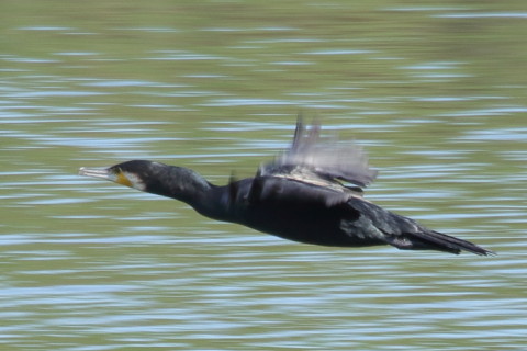 トリミング 2015/9月 TAMRONsp70-300+7D2 焦点距離300mm F/8 ss1/250 ISO200 Case3