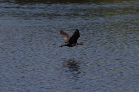 2015/9月 TAMRONsp70-300+7D2 焦点距離300mm F/8 ss1/250 ISO100 Case3