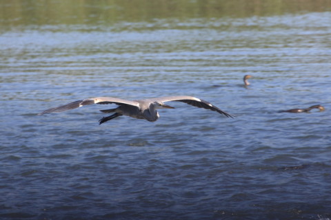 2015/9月 TAMRONsp70-300+7D2 焦点距離300mm F/8 ss1/640 ISO500 Case3