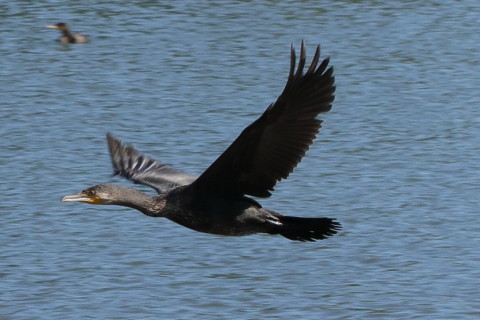 トリミング 2015/9月 TAMRONsp70-300+7D2 焦点距離70mm F/8 ss1/800 ISO320 Case3